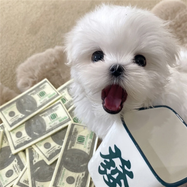 好看的头像萌宠高清图片