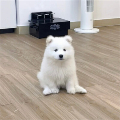 独一无二的可爱动物头像图片