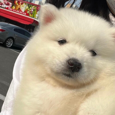 独一无二的可爱动物头像图片