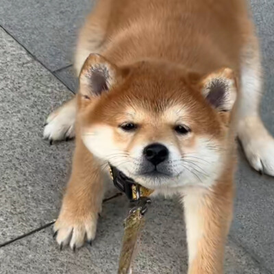 独一无二的可爱动物头像图片