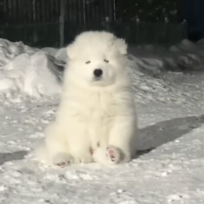 独一无二的可爱动物头像图片