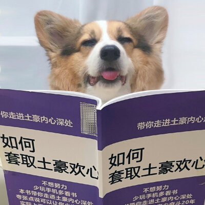 独一无二的可爱动物头像图片
