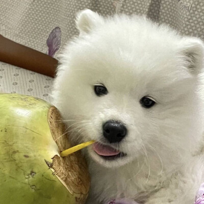 独一无二的可爱动物头像图片