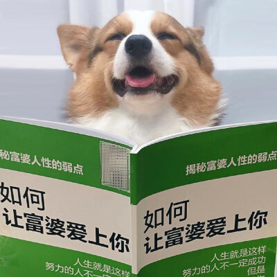 独一无二的可爱动物头像图片