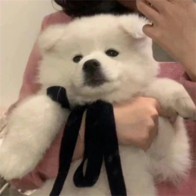 独一无二的可爱动物头像图片