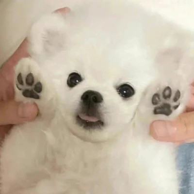 独一无二的可爱动物头像图片