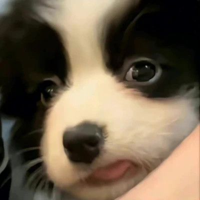 独一无二的可爱动物头像图片
