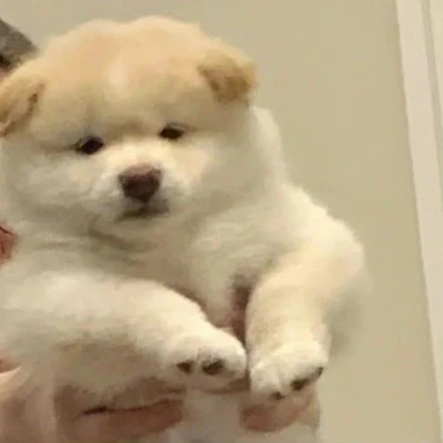 超可爱小动物头像