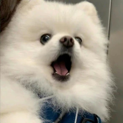 超可爱小动物头像