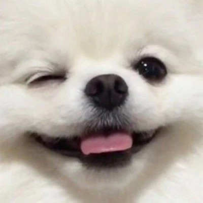 超可爱小动物头像