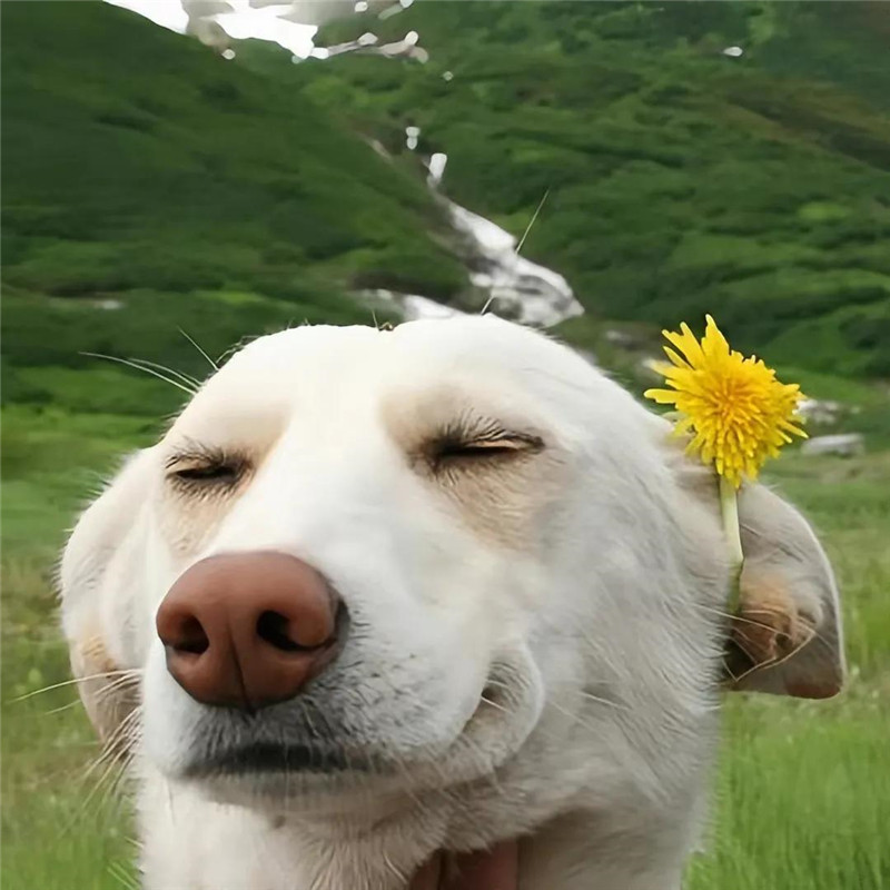 可爱且摆烂的头像图片