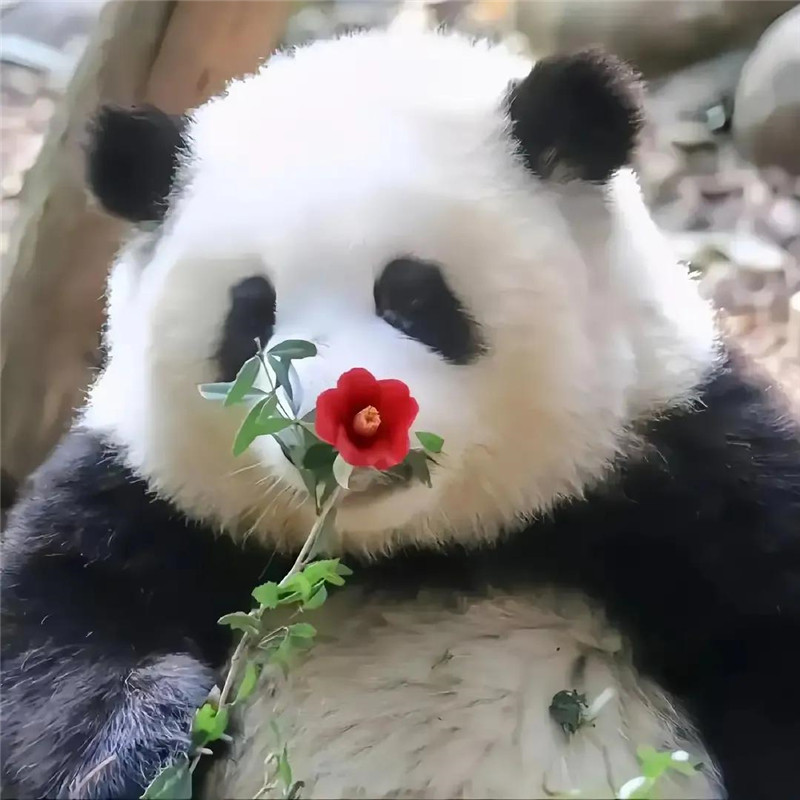 可爱超潮萌宠头像图片