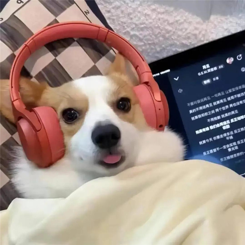 可爱超潮萌宠头像图片