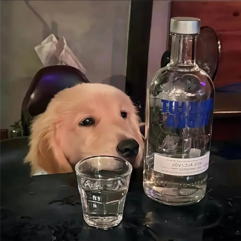 可爱超潮萌宠头像图片