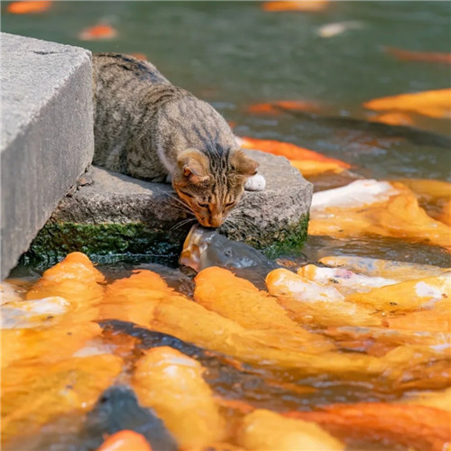 清新高级小众猫咪头像图片