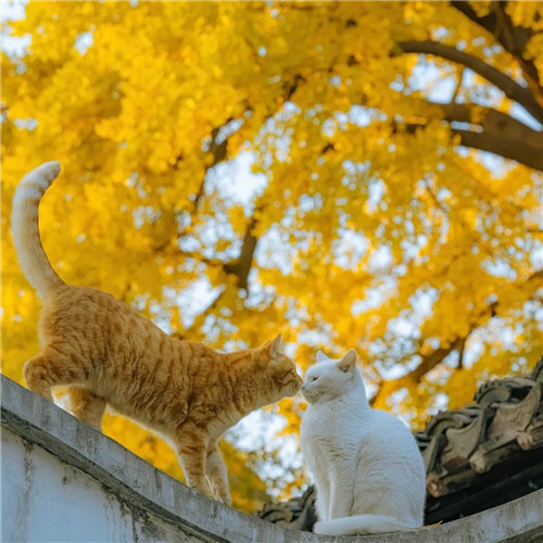 清新高级小众猫咪头像图片