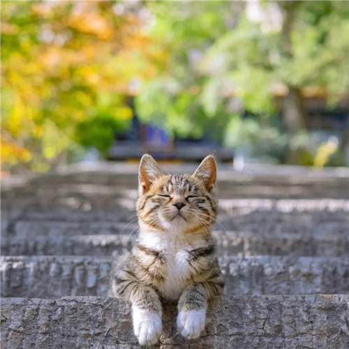 清新高级小众猫咪头像图片