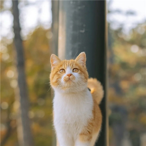 清新高级小众猫咪头像图片