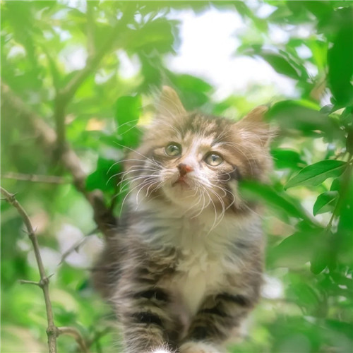 清新高级小众猫咪头像图片