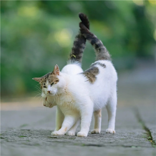 清新高级小众猫咪头像图片