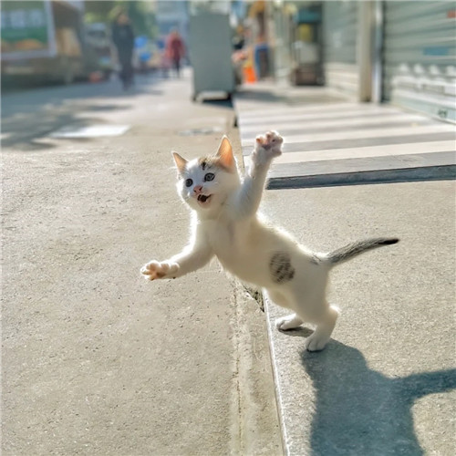 清新高级小众猫咪头像图片