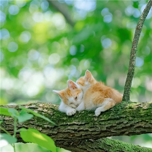 清新高级小众猫咪头像图片