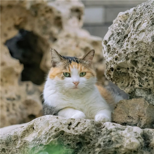 清新高级小众猫咪头像图片