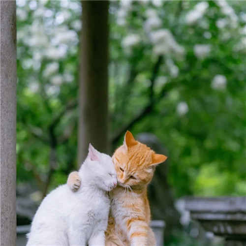 清新高级小众猫咪头像图片