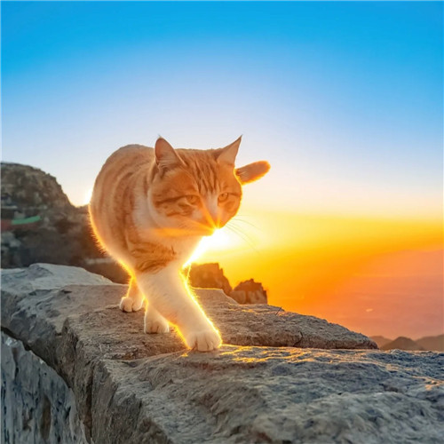 清新高级小众猫咪头像图片