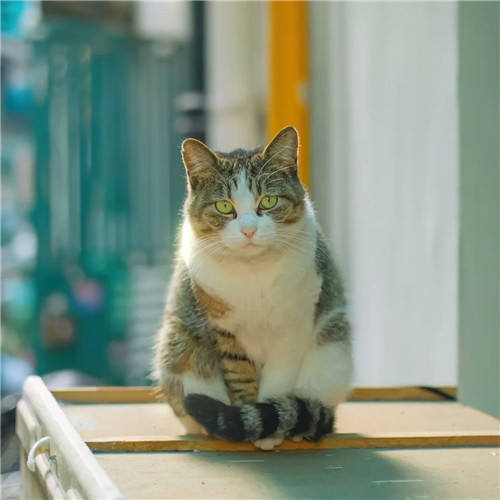 清新高级小众猫咪头像图片