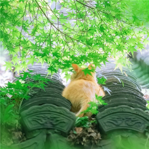 清新高级小众猫咪头像图片