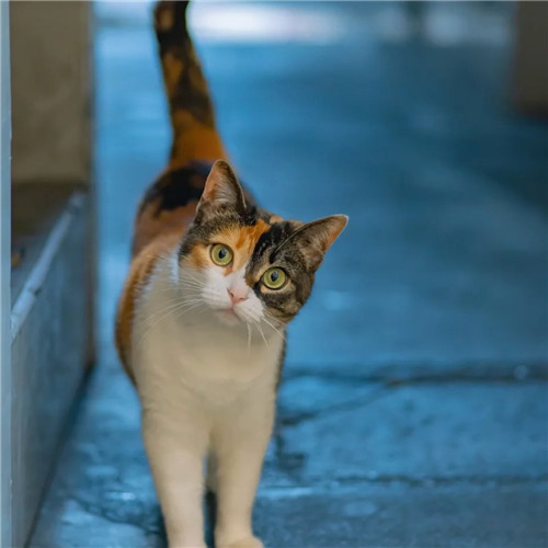 清新高级小众猫咪头像图片