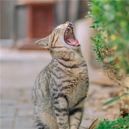 清新高级小众猫咪头像图片