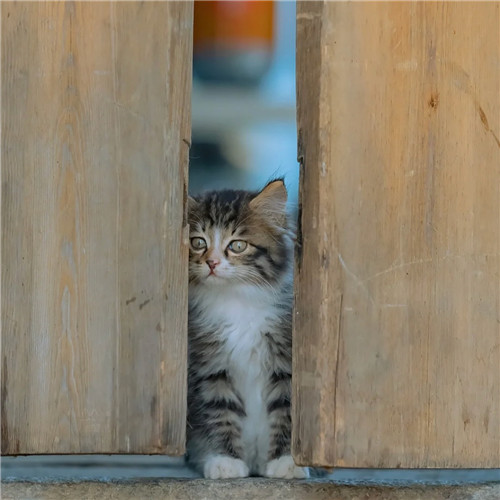 清新高级小众猫咪头像图片