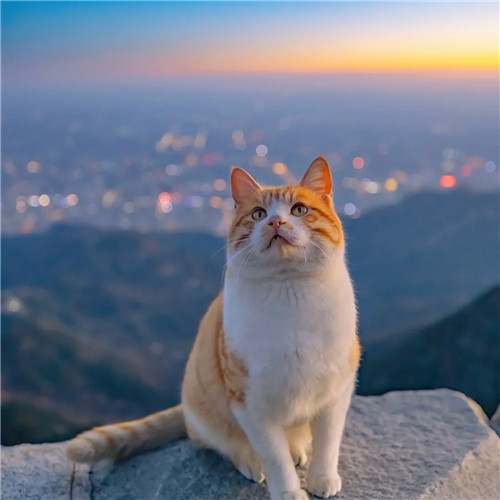 清新高级小众猫咪头像图片