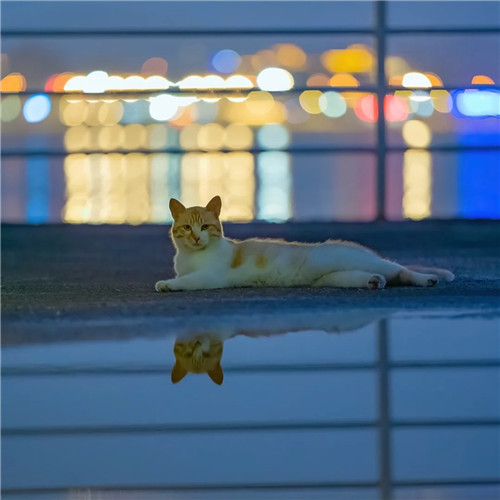 清新高级小众猫咪头像图片
