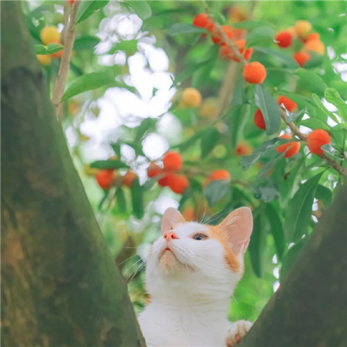 清新高级小众猫咪头像图片