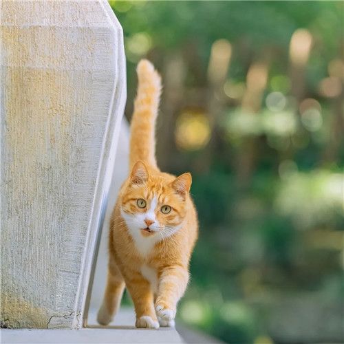 清新高级小众猫咪头像图片