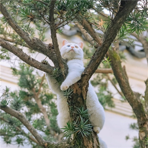 清新高级小众猫咪头像图片
