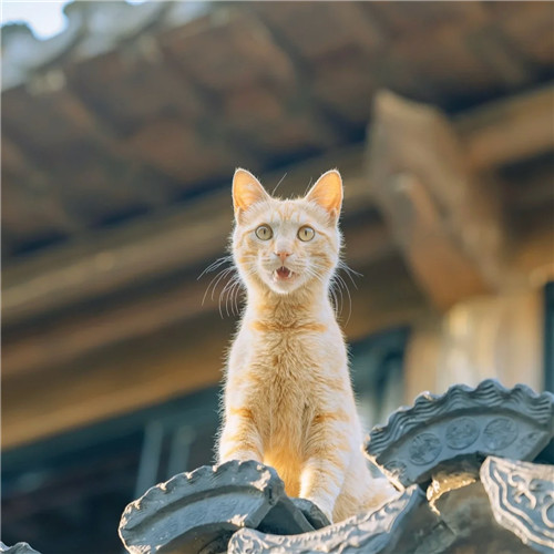 清新高级小众猫咪头像图片