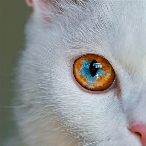 清新高级小众猫咪头像图片