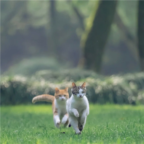 清新高级小众猫咪头像图片