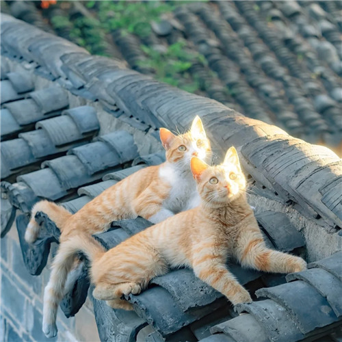 清新高级小众猫咪头像图片