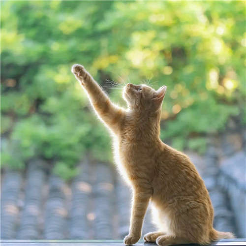 清新高级小众猫咪头像图片