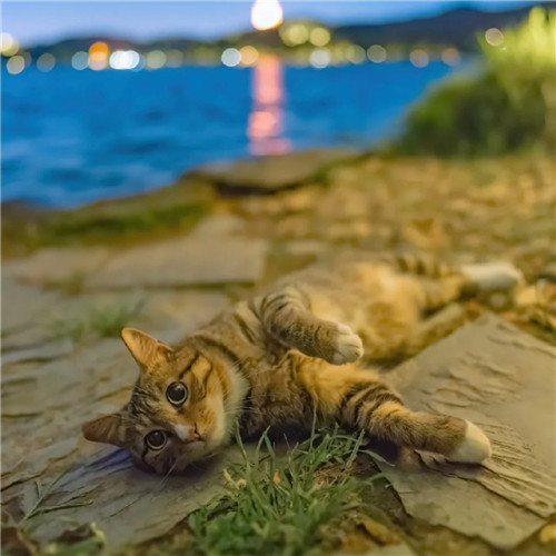清新高级小众猫咪头像图片