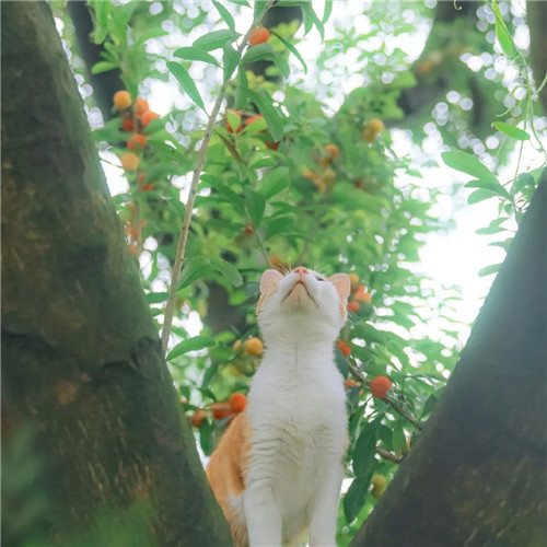 清新高级小众猫咪头像图片