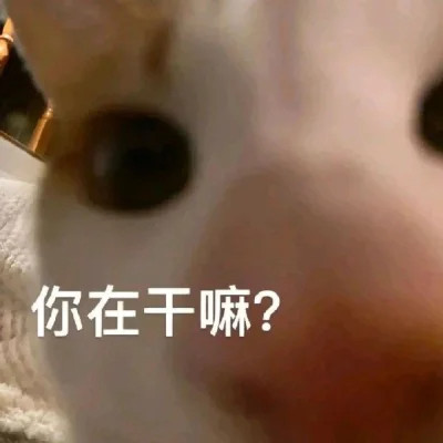 表情包搞笑专用头像图片