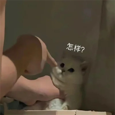 表情包搞笑专用头像图片