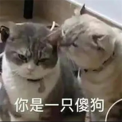 表情包搞笑专用头像图片