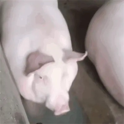 表情包搞笑专用头像图片